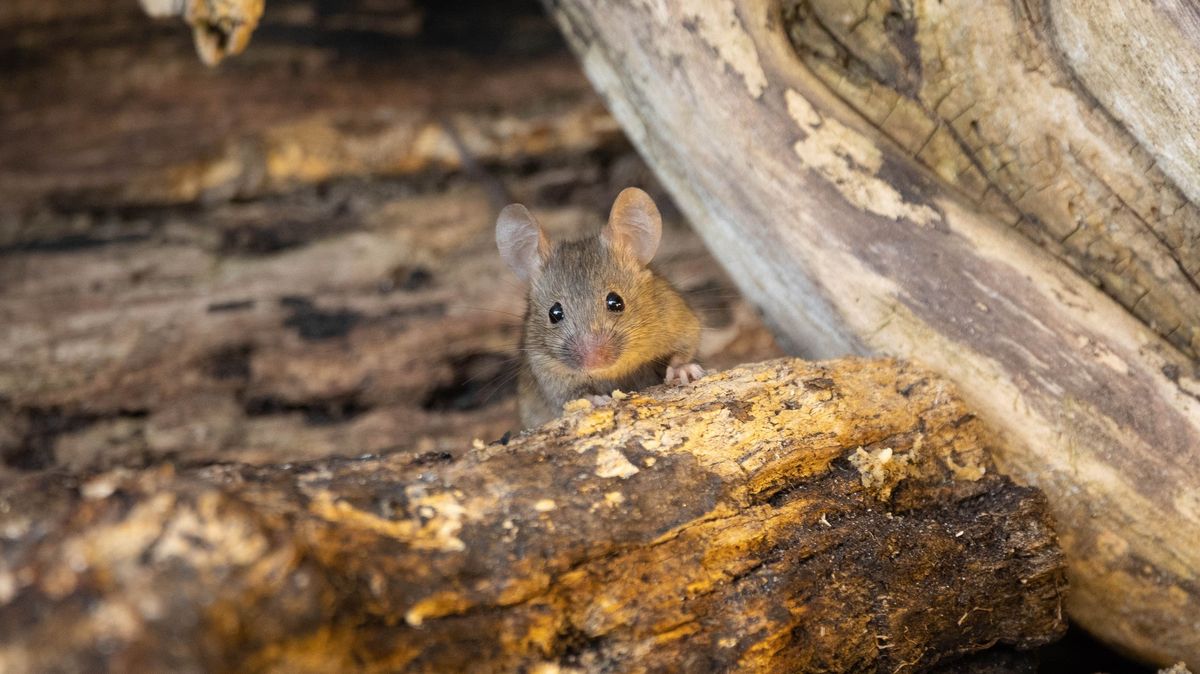 Invaze myší decimuje jihovýchod Austrálie